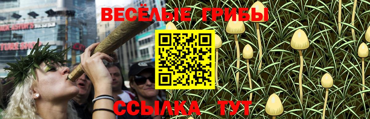 Псилоцибиновые грибы Psilocybe Гудермес